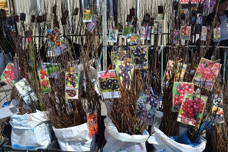 Построить дом и разбить сад поможет выставка в Тюмени