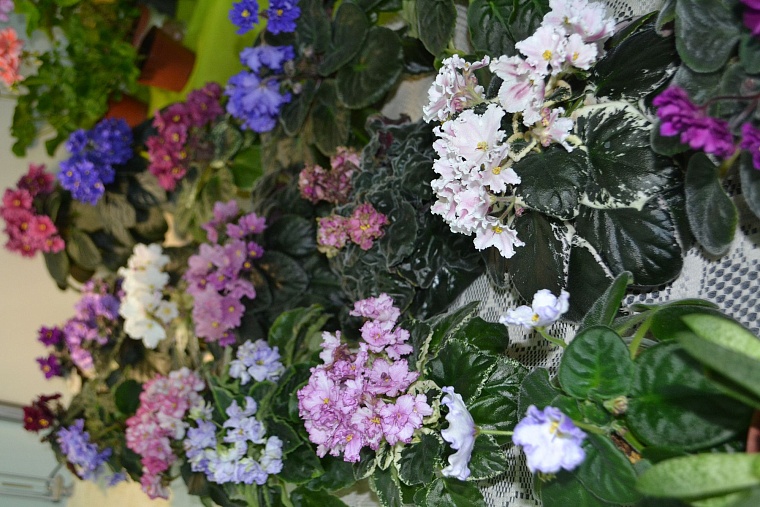 Построить дом и разбить сад поможет выставка в Тюмени