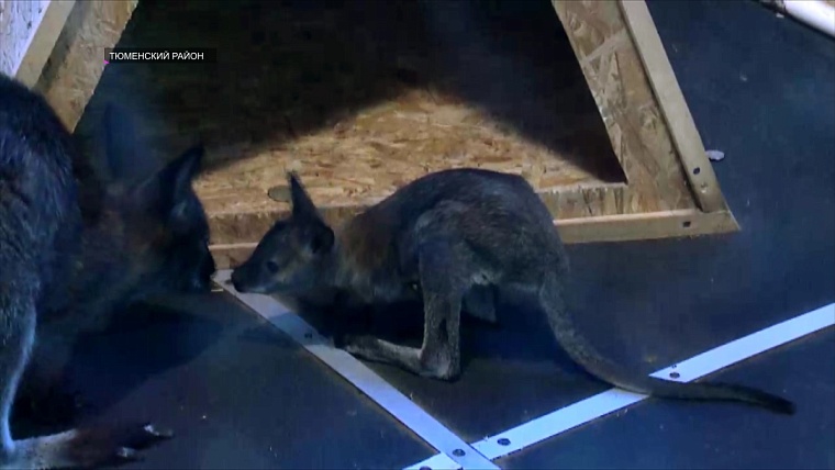 Кенгуру, верблюд, капуцин: в тюменском зоопарке случился бэби-бум