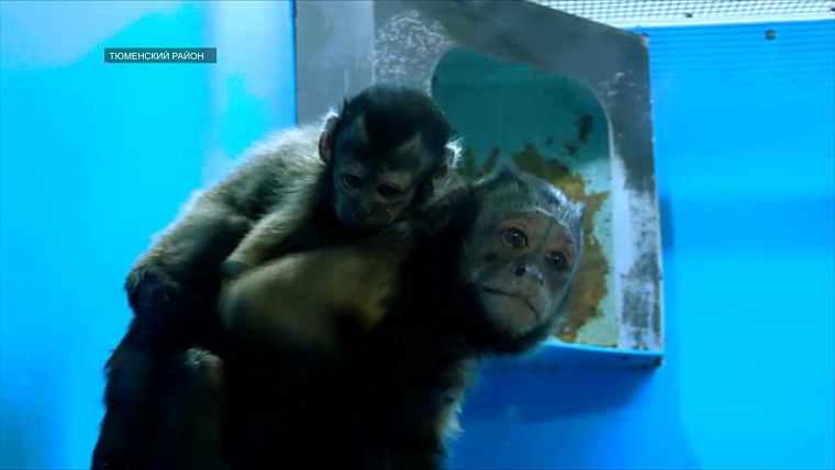 Кенгуру, верблюд, капуцин: в тюменском зоопарке случился бэби-бум