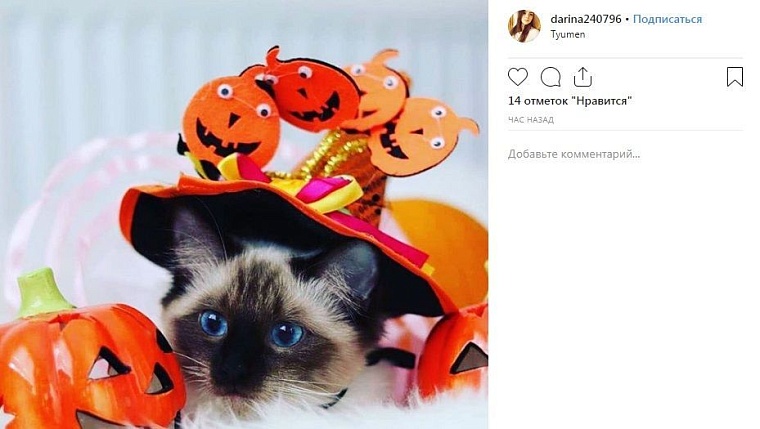 Выходные в соцсетях: тыква, ведьма, Хеллоуин, а также «Тюменская марка» и победа «Рубина»