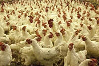 Тюменская птицефабрика стала лауреатом премии «Здоровое питание»