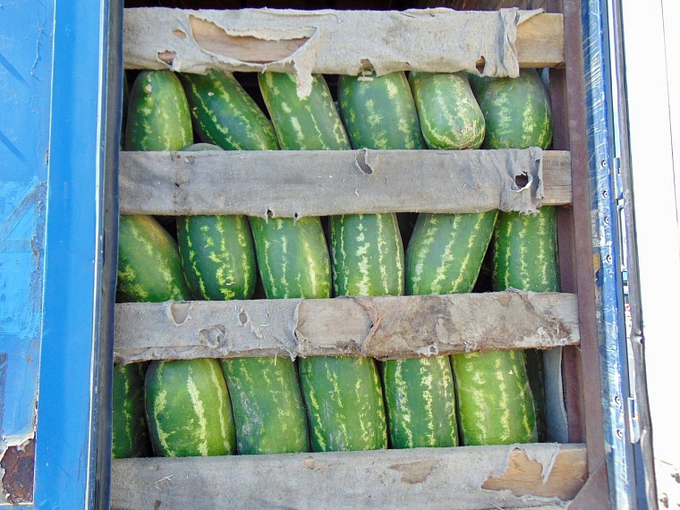 Тюменские таможенники не пропустили через границу 252 тонны арбузов и дынь