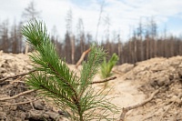 В Тюменской области восстановят леса