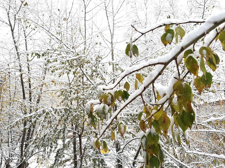 В Тюменской области прогнозируют мокрый снег и ветер до 17 м/с