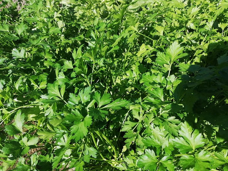 Как выращивать микрозелень дома: советы агронома