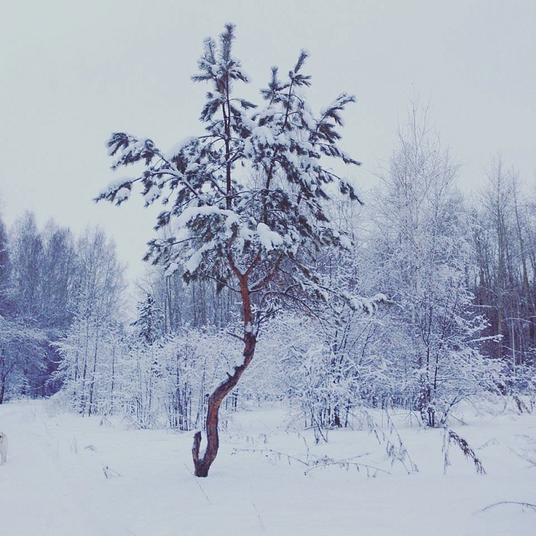 Народные приметы на 21 января: Емельян - накрути буран