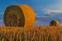 Зерновых меньше, картошки почти столько же: на урожай в Тюменской области повлияли опасные природные явления