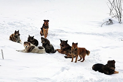 Отлов бродячих собак в Тюмени: доходит до абсурда