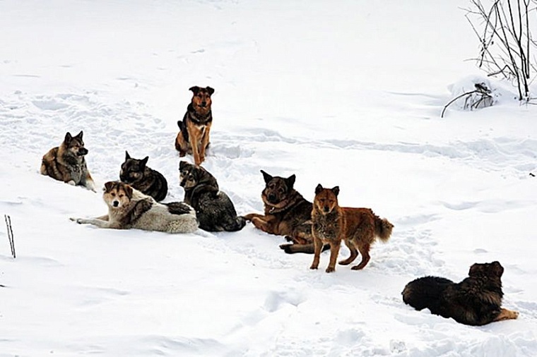 Отлов бродячих собак в Тюмени: доходит до абсурда