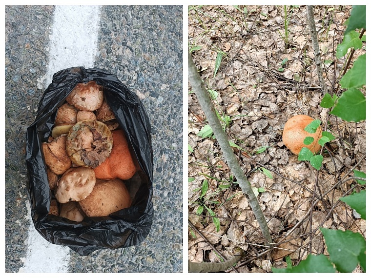 Грибники Тюмени хвастаются "уловом"