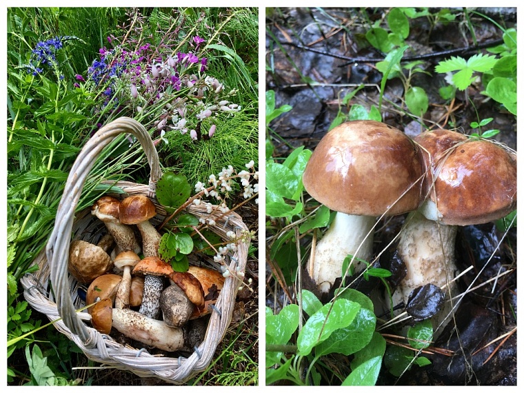 Грибники Тюмени хвастаются "уловом"