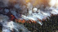 В Тюменской области по вине людей горят леса