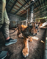 В Тюменском зоопарке поселился тигренок по имени Амур