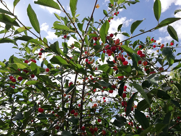 Как тюменцам подготовить малину к зиме