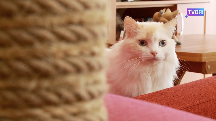 У тюменской пенсионерки живет кот, который любит плавать