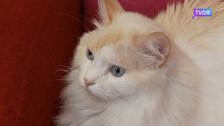 У тюменской пенсионерки живет кот, который любит плавать