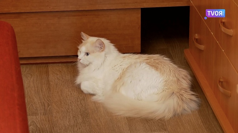 У тюменской пенсионерки живет кот, который любит плавать