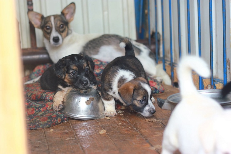 Тюменский застройщик "Инко и К" поддерживает приют для животных "Лучший друг"