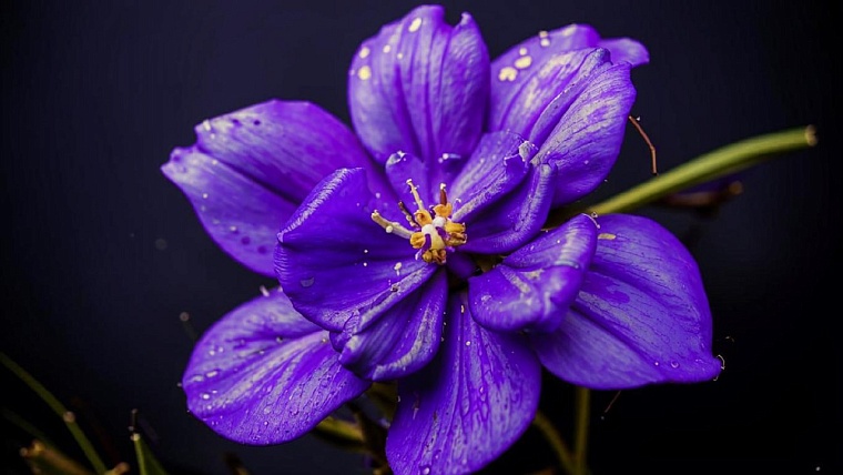 Тюменские агрономы раскрыли секреты зимнего ухода за фиалками