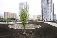 В Тобольске посадили деревья в сквере «Семьи, Любви и Верности»