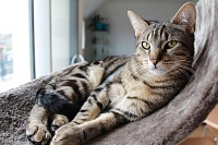 У тюменской кошки выявили коронавирус