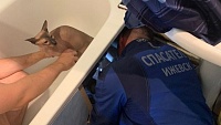 В Ижевске спасатели помогли вытащить застрявшую в ванне кошку