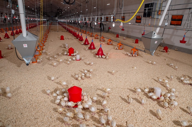 Александр Моор: новый репродуктор индейки будет обеспечивать продовольственную безопасность региона