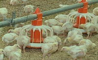 В Тюменской области зафиксированы вспышки птичьего гриппа