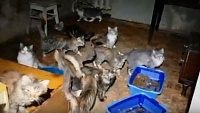 Кошачий концлагерь нашли зоозащитники в Ижевске