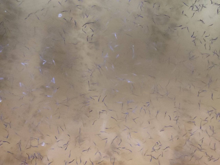 В Тюмени разработали супер-корм для мальков осетра