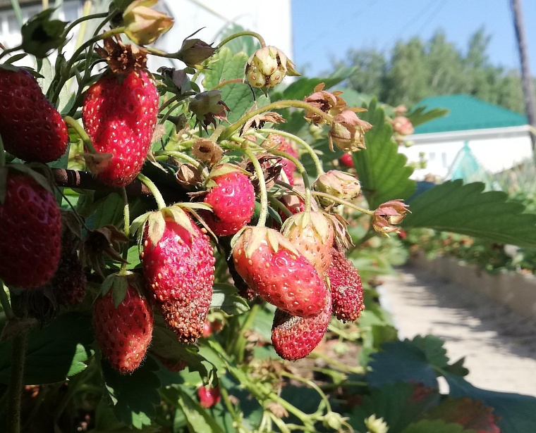 Эксперты «Россельхозцентра» советуют тюменцам садить клубнику в январе