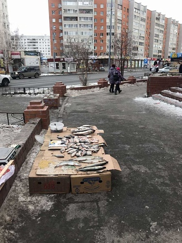 В Тюмени со стихийных прилавков изъяли более 170 кг рыбы