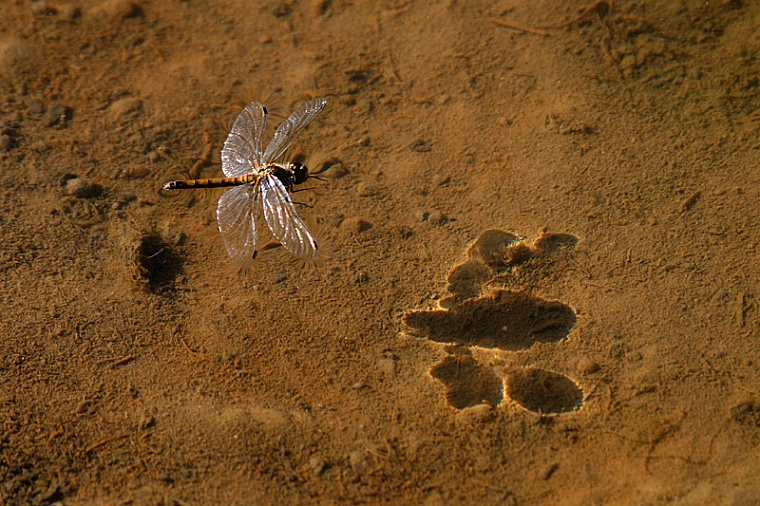 В Тюмени ищут подрядчика для очистки городских прудов