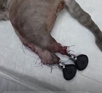 Котик на протезах: в Тюмени спасли животное с больными лапами