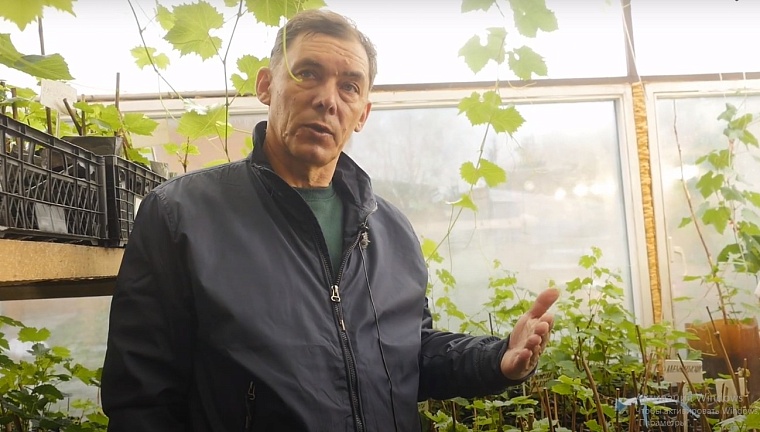 Не спешите с посадкой винограда! Тюменский специалист ответил на вопросы садоводов