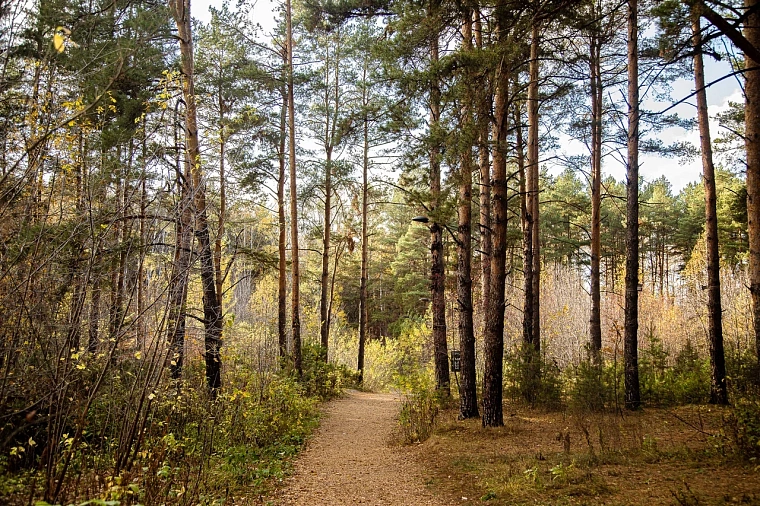 Владимир Якушев поздравил работников лесного комплекса с профессиональным праздником