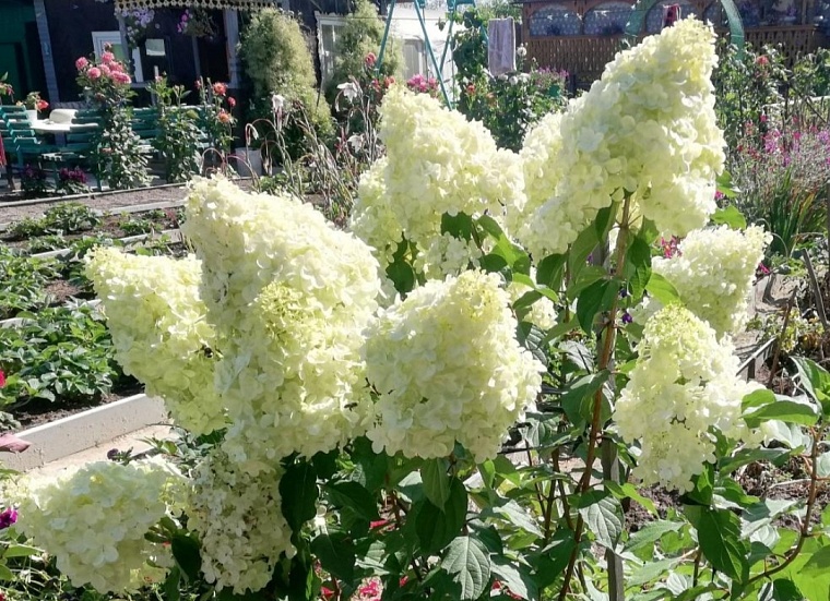 Основные работы по уходу за цветами: дачникам рассказали, на что обратить внимание