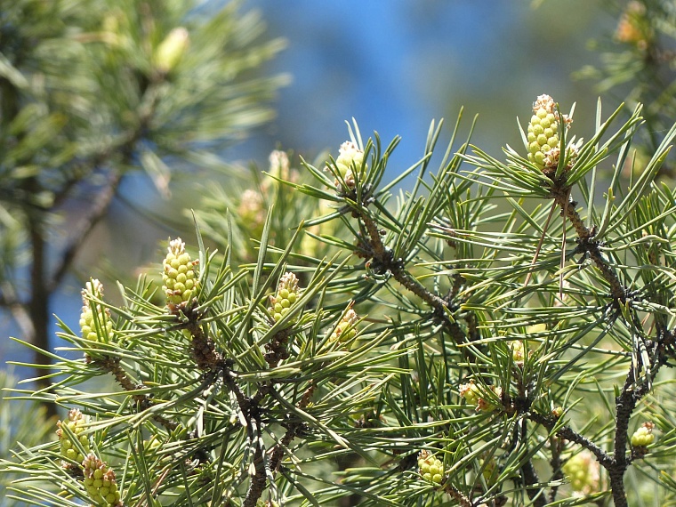 Владимир Якушев поздравил работников лесного комплекса с профессиональным праздником