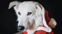 Тюменцы жалуются, что их собак клещи кусают даже зимой