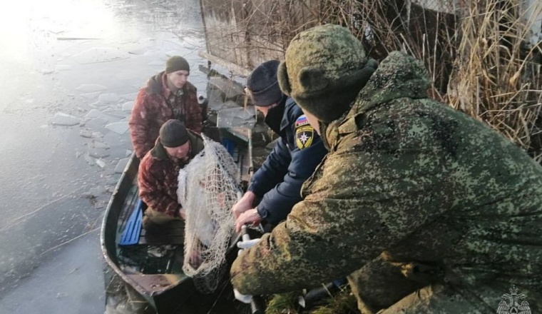 Спасенный в дачном обществе на Велижанском тракте лебедь не выжил