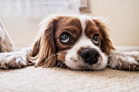 Популярные заблуждения и ошибки владельцев собак прокомментировала кинолог