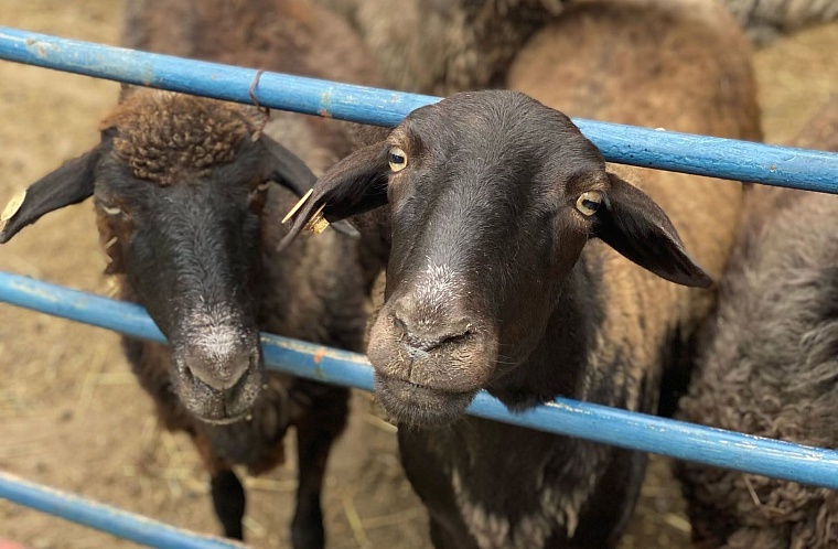 Куда сдать излишки урожая с дачного участка