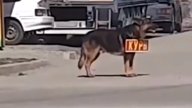 В Северной Осетии бездомного пса устроили на работу продавцом кур