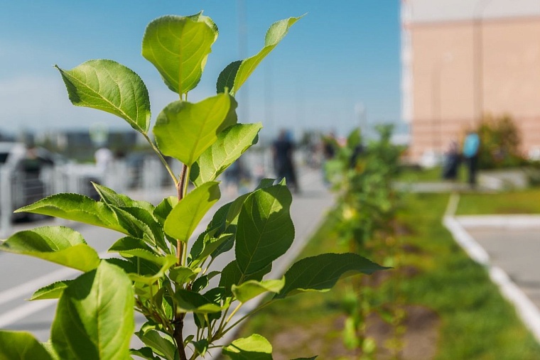 Тюменцы выберут дизайн-проекты благоустройства