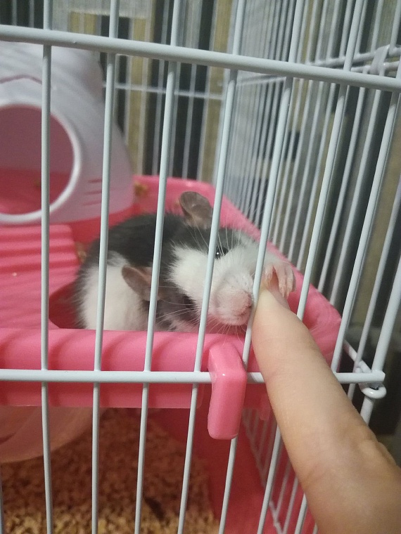 За что вы любите крыс?