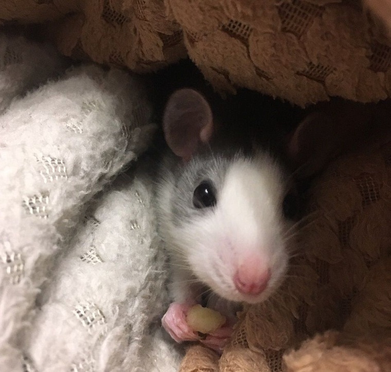 За что вы любите крыс?