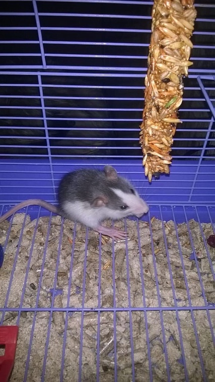 За что вы любите крыс?