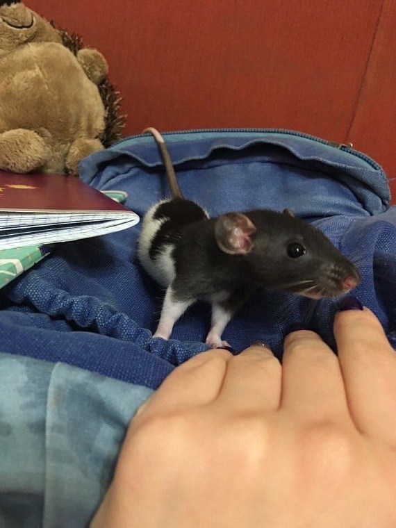 За что вы любите крыс?