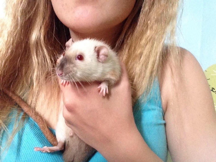 За что вы любите крыс?